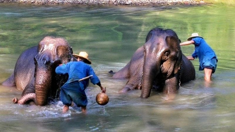 Elephants at a responsible sanctuary in Northern Thailand